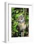 Madagascar, Andasibe, Mother and baby Golden Bamboo Lemur.-Anthony Asael-Framed Photographic Print