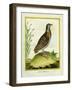 Madagascar Button Quail-Georges-Louis Buffon-Framed Giclee Print