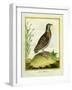 Madagascar Button Quail-Georges-Louis Buffon-Framed Giclee Print