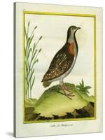 Madagascar Button Quail-Georges-Louis Buffon-Stretched Canvas