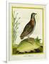 Madagascar Button Quail-Georges-Louis Buffon-Framed Giclee Print