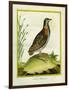 Madagascar Button Quail-Georges-Louis Buffon-Framed Giclee Print