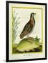 Madagascar Button Quail-Georges-Louis Buffon-Framed Giclee Print