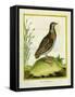 Madagascar Button Quail-Georges-Louis Buffon-Framed Stretched Canvas