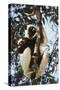 Madagascar, Coquerel's Sifaka-Roy Toft-Stretched Canvas