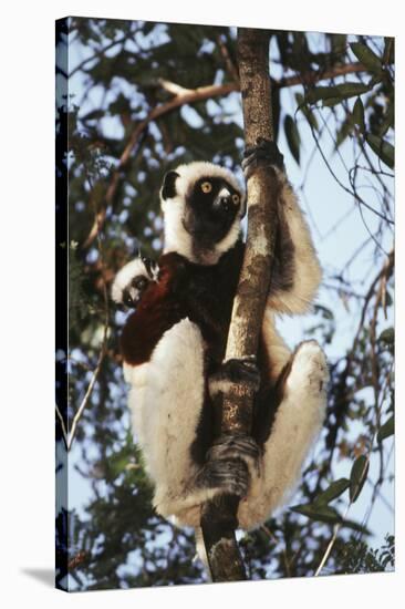 Madagascar, Coquerel's Sifaka-Roy Toft-Stretched Canvas