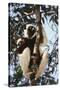 Madagascar, Coquerel's Sifaka-Roy Toft-Stretched Canvas