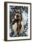 Madagascar, Coquerel's Sifaka-Roy Toft-Framed Photographic Print