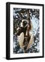 Madagascar, Coquerel's Sifaka-Roy Toft-Framed Photographic Print