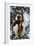 Madagascar, Coquerel's Sifaka-Roy Toft-Framed Photographic Print