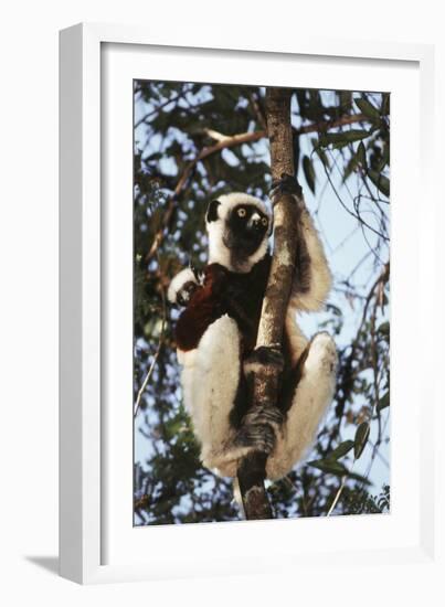 Madagascar, Coquerel's Sifaka-Roy Toft-Framed Photographic Print