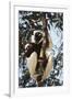 Madagascar, Coquerel's Sifaka-Roy Toft-Framed Photographic Print