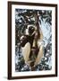 Madagascar, Coquerel's Sifaka-Roy Toft-Framed Photographic Print