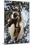 Madagascar, Coquerel's Sifaka-Roy Toft-Mounted Photographic Print