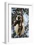 Madagascar, Coquerel's Sifaka-Roy Toft-Framed Photographic Print