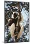 Madagascar, Coquerel's Sifaka-Roy Toft-Mounted Photographic Print