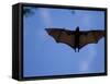 Madagascar Flying Fox Fruit Bat in Flight, Berenty Private Reserve, South Madagascar-Inaki Relanzon-Framed Stretched Canvas