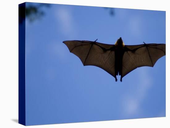 Madagascar Flying Fox Fruit Bat in Flight, Berenty Private Reserve, South Madagascar-Inaki Relanzon-Stretched Canvas