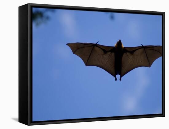 Madagascar Flying Fox Fruit Bat in Flight, Berenty Private Reserve, South Madagascar-Inaki Relanzon-Framed Stretched Canvas
