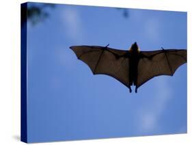 Madagascar Flying Fox Fruit Bat in Flight, Berenty Private Reserve, South Madagascar-Inaki Relanzon-Stretched Canvas