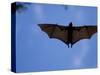 Madagascar Flying Fox Fruit Bat in Flight, Berenty Private Reserve, South Madagascar-Inaki Relanzon-Stretched Canvas