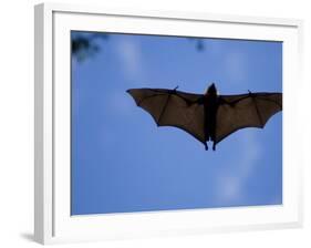 Madagascar Flying Fox Fruit Bat in Flight, Berenty Private Reserve, South Madagascar-Inaki Relanzon-Framed Photographic Print