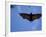 Madagascar Flying Fox Fruit Bat in Flight, Berenty Private Reserve, South Madagascar-Inaki Relanzon-Framed Photographic Print