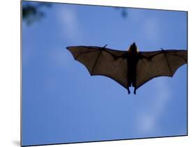 Madagascar Flying Fox Fruit Bat in Flight, Berenty Private Reserve, South Madagascar-Inaki Relanzon-Mounted Photographic Print
