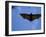 Madagascar Flying Fox Fruit Bat in Flight, Berenty Private Reserve, South Madagascar-Inaki Relanzon-Framed Photographic Print