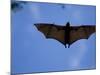 Madagascar Flying Fox Fruit Bat in Flight, Berenty Private Reserve, South Madagascar-Inaki Relanzon-Mounted Photographic Print