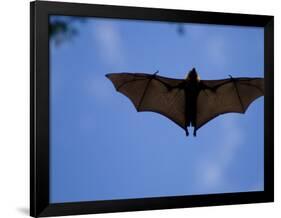 Madagascar Flying Fox Fruit Bat in Flight, Berenty Private Reserve, South Madagascar-Inaki Relanzon-Framed Photographic Print