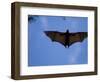 Madagascar Flying Fox Fruit Bat in Flight, Berenty Private Reserve, South Madagascar-Inaki Relanzon-Framed Photographic Print