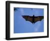 Madagascar Flying Fox Fruit Bat in Flight, Berenty Private Reserve, South Madagascar-Inaki Relanzon-Framed Photographic Print