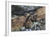 Madagascar Flying Fox (Madagascar Fruit Bat) (Pteropus Rufus) Hanging in a Barn, Madagascar, Africa-G &-Framed Photographic Print