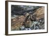 Madagascar Flying Fox (Madagascar Fruit Bat) (Pteropus Rufus) Hanging in a Barn, Madagascar, Africa-G &-Framed Photographic Print