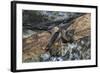 Madagascar Flying Fox (Madagascar Fruit Bat) (Pteropus Rufus) Hanging in a Barn, Madagascar, Africa-G &-Framed Photographic Print