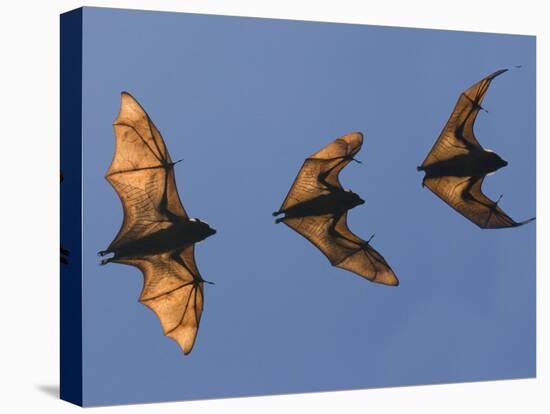 Madagascar Fruit Bat Flying Fox Berenty Reserve, Madagascar-Edwin Giesbers-Stretched Canvas