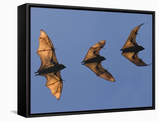 Madagascar Fruit Bat Flying Fox Berenty Reserve, Madagascar-Edwin Giesbers-Framed Stretched Canvas