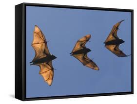 Madagascar Fruit Bat Flying Fox Berenty Reserve, Madagascar-Edwin Giesbers-Framed Stretched Canvas