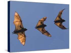 Madagascar Fruit Bat Flying Fox Berenty Reserve, Madagascar-Edwin Giesbers-Stretched Canvas