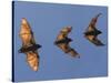 Madagascar Fruit Bat Flying Fox Berenty Reserve, Madagascar-Edwin Giesbers-Stretched Canvas