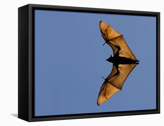 Madagascar Fruit Bat Flying Fox Berenty Reserve, Madagascar-Edwin Giesbers-Framed Stretched Canvas