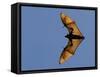 Madagascar Fruit Bat Flying Fox Berenty Reserve, Madagascar-Edwin Giesbers-Framed Stretched Canvas