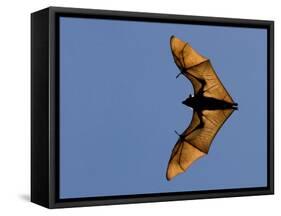 Madagascar Fruit Bat Flying Fox Berenty Reserve, Madagascar-Edwin Giesbers-Framed Stretched Canvas