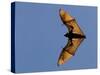 Madagascar Fruit Bat Flying Fox Berenty Reserve, Madagascar-Edwin Giesbers-Stretched Canvas