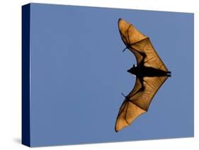 Madagascar Fruit Bat Flying Fox Berenty Reserve, Madagascar-Edwin Giesbers-Stretched Canvas