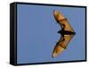 Madagascar Fruit Bat Flying Fox Berenty Reserve, Madagascar-Edwin Giesbers-Framed Stretched Canvas