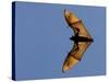 Madagascar Fruit Bat Flying Fox Berenty Reserve, Madagascar-Edwin Giesbers-Stretched Canvas