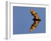 Madagascar Fruit Bat Flying Fox Berenty Reserve, Madagascar-Edwin Giesbers-Framed Premium Photographic Print