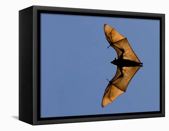 Madagascar Fruit Bat Flying Fox Berenty Reserve, Madagascar-Edwin Giesbers-Framed Stretched Canvas